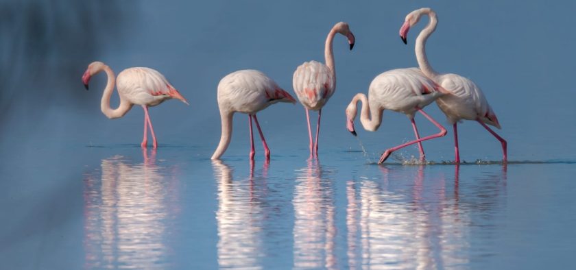 Flamingos taking a rest in Agios Mamas, Halkidiki (video)